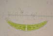 Picture of Closterium alga