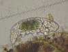 Picture of Tardigrade