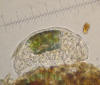 Picture of Tardigrade
