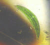 Picture of Closterium alga